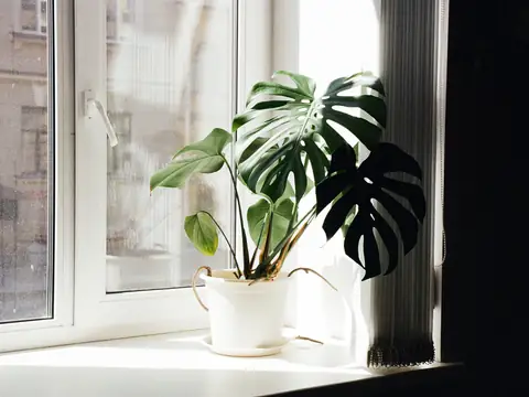 Sunlight through an apartment window with a monstera plant on the sill